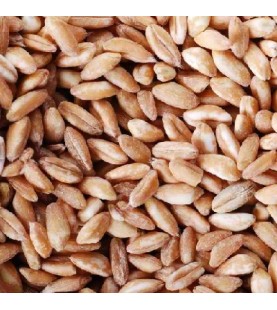 Vita-Spelt Kernels (1x25LB )