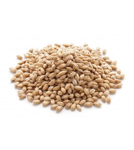 Grains Hulless Barley (1x25LB )