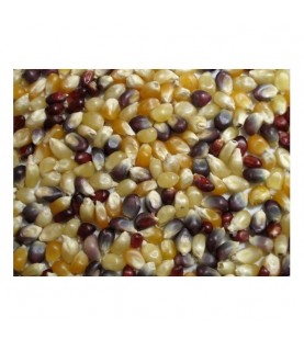 Grains Multi Colored PopCorn (1x25LB )